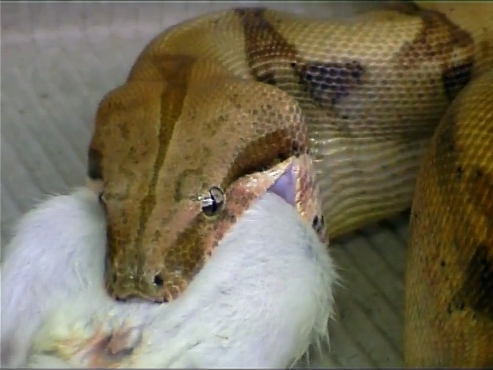 salmon boa  feeding