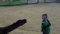 Llama Spits in Kid's Face                   Funny Video