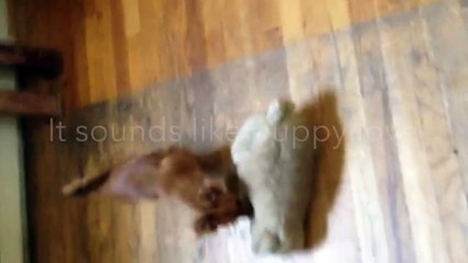 MUST HEAR! This Stuffed Animal Sounds Pretty Real! Things that are Doing It.