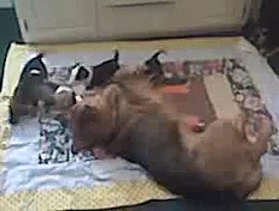 JoJo playing with HIS PUPPIES