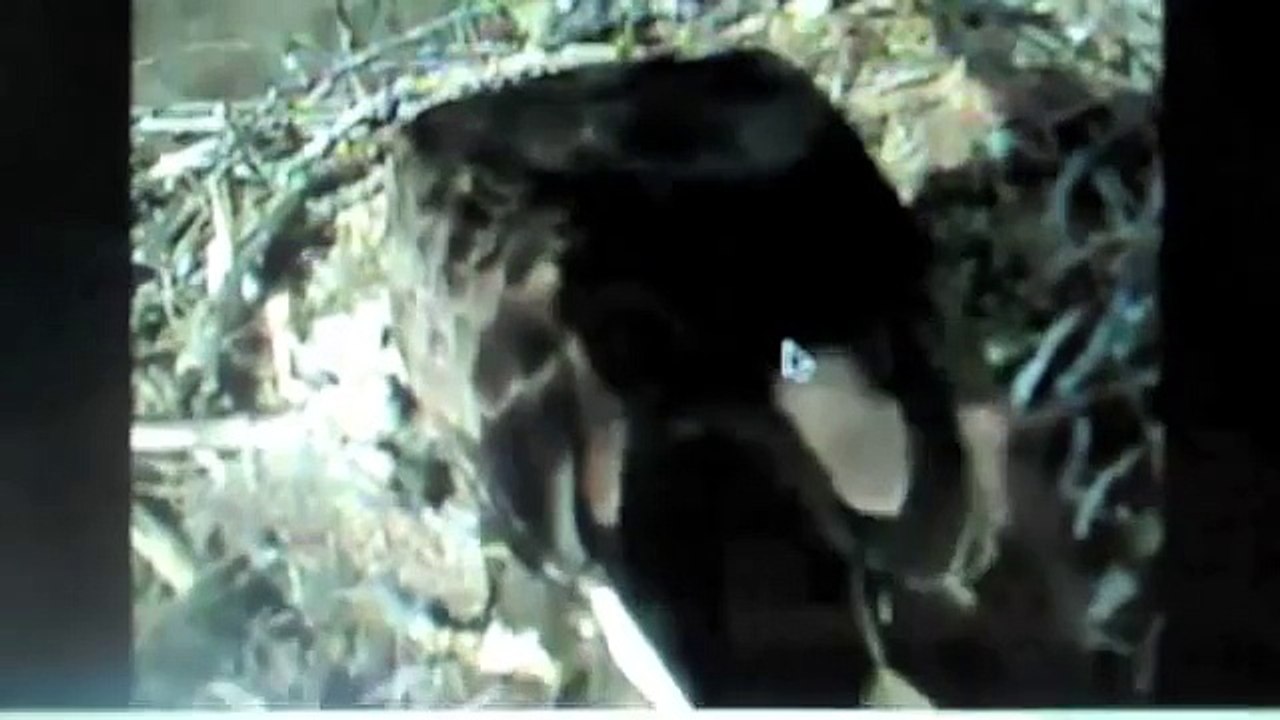 BABY BALD EAGLE BEING FED RABBIT FOR DINNER.