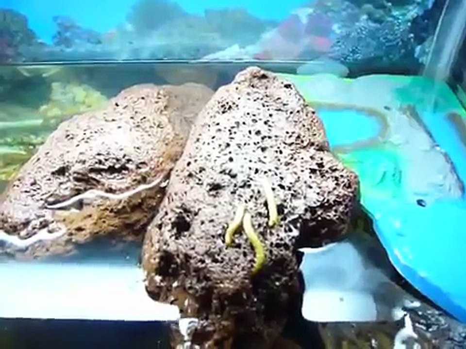 que comen las tortugas 2