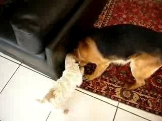chiens bagarre