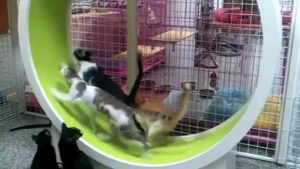 Faites faire du sport à vos chats !!!