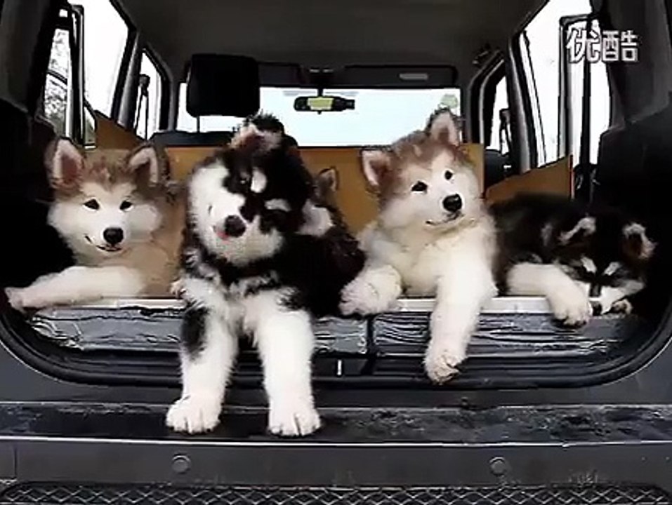 Des chiots malamute bougent la tête en musique