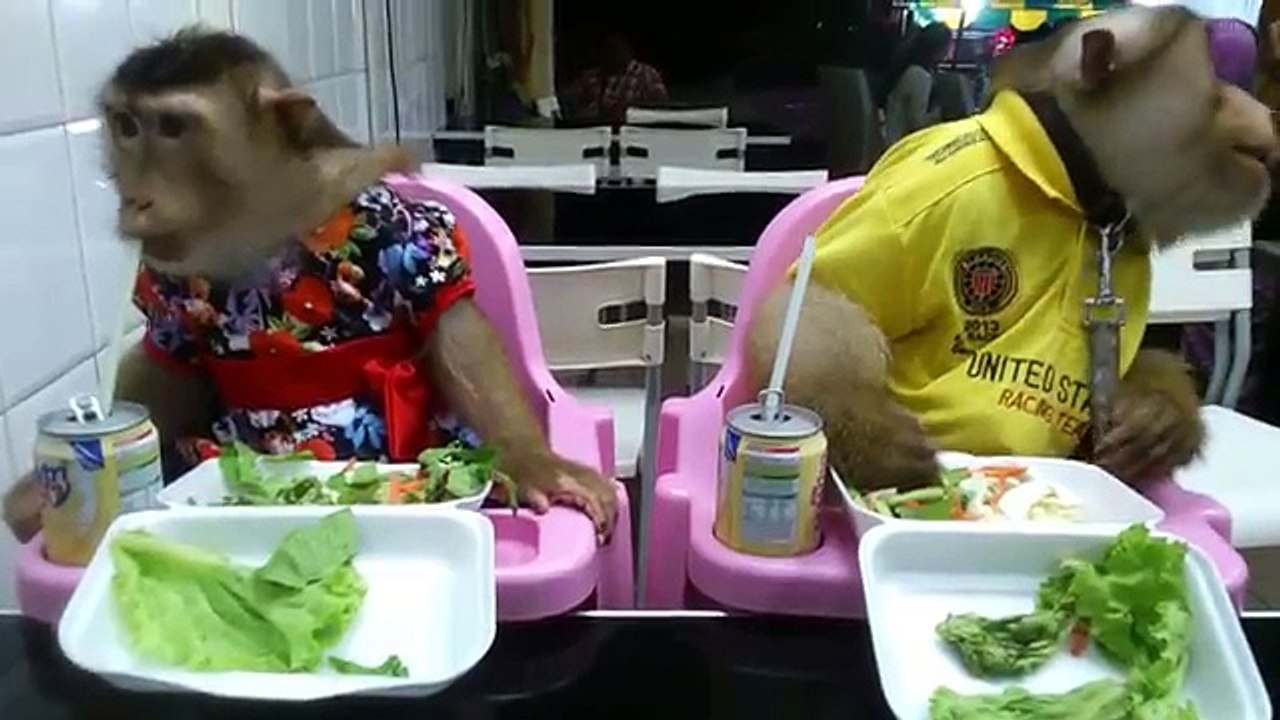 Un couple de singes au restaurant, comme des enfants...