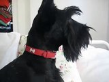 Basil The Scottish Terrier Dog howling, talking and saying 'hello'