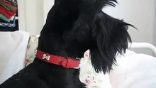 Basil The Scottish Terrier Dog howling, talking and saying 'hello'
