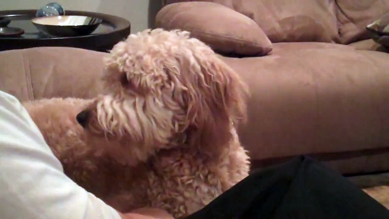 Dog denies Kisses