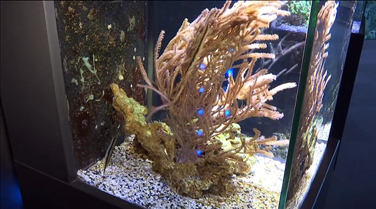Les nouveautés de Nausicaa