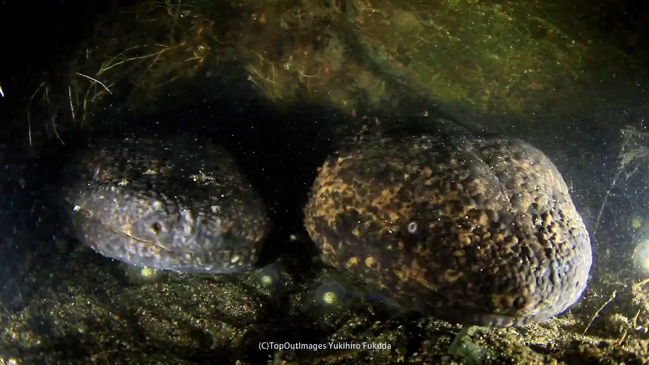 Japanese giant salamander