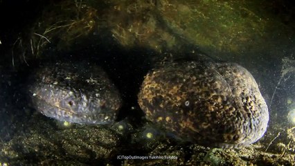 Japanese giant salamander
