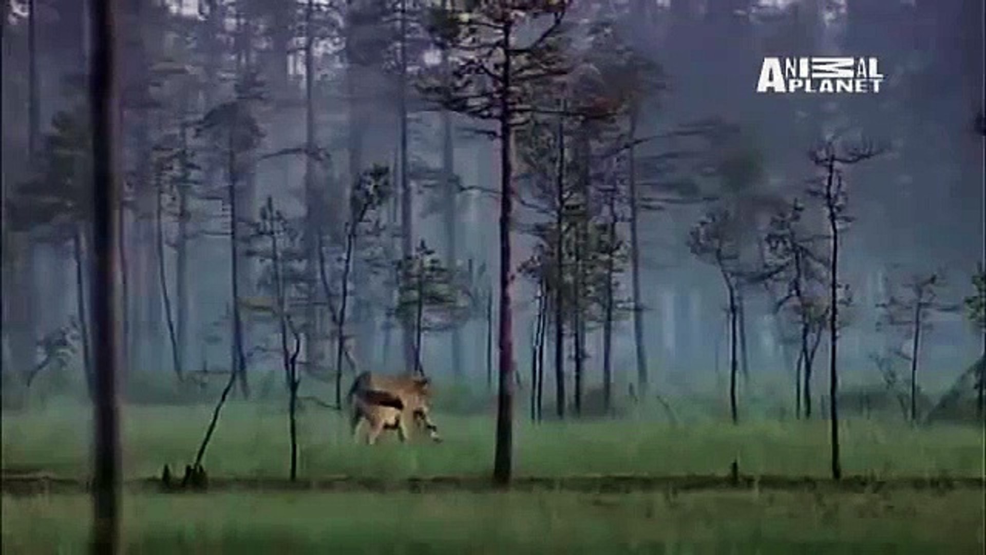 ⁣Wild Russia- Wolf Meets Russian Bear