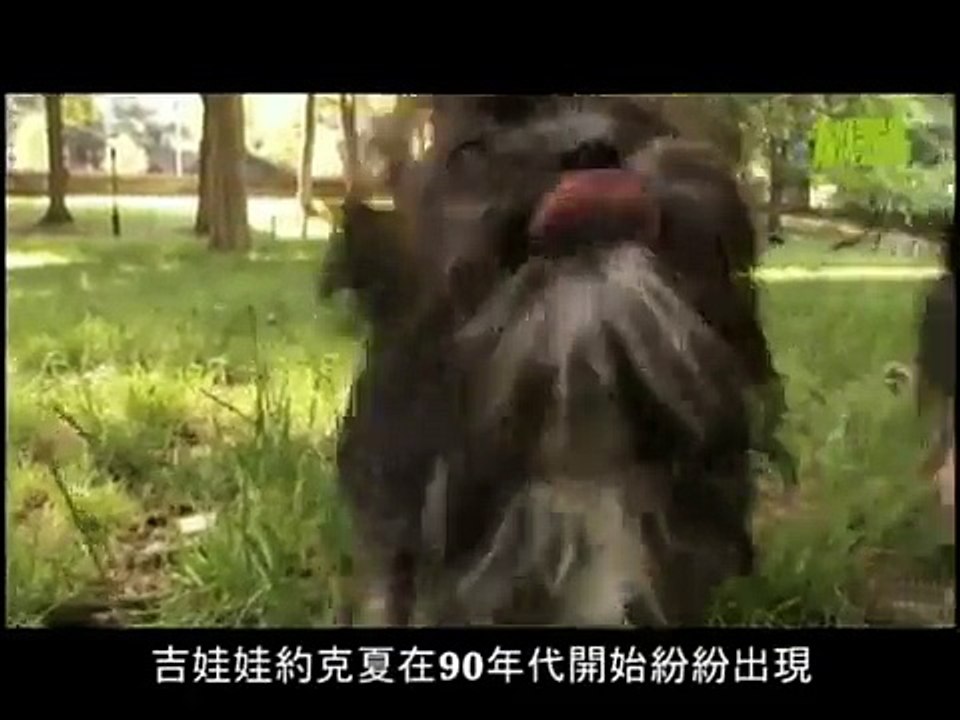 狗狗101---吉娃娃約克夏