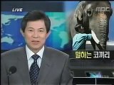 Talking Elephant, Korean