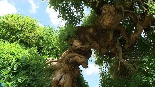 Un sophora japonica à Villers-les-Pots pour le concours de l'arbre de l'année