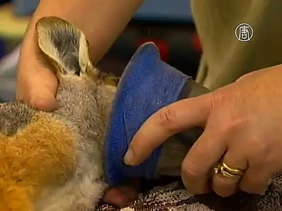 Валлаби спасла кенгуру, став его приёмной мамой