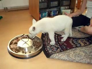 Erinnerung an meinen Hund Ricco