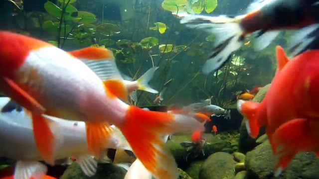 goldfish and koi pond - video 8