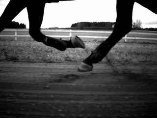 Horse Gait Slow Motion