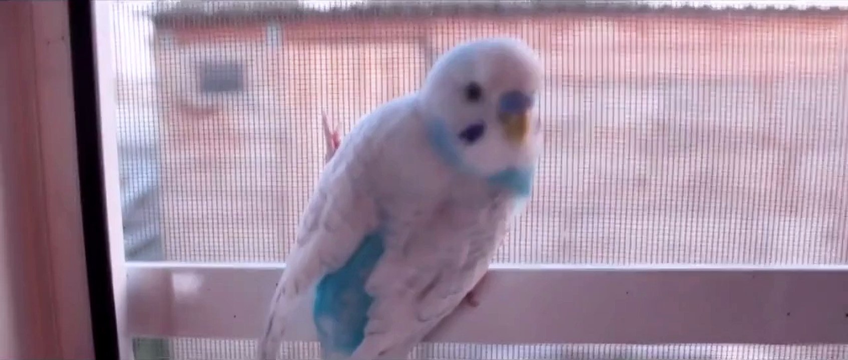 Budgerigar on foreign territory