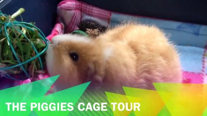 Guinea Pig Cage Tour