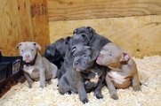 HuggiexSahara pitbull puppies pitbull puppies for sale 9 weeks old