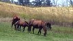 Baby Horses- Are there Horses that only like male or female humans? - Rick Gore Horsemanship