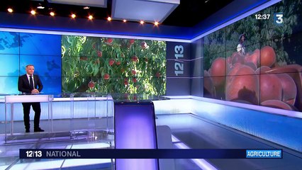 Les vergers souffrent de la sécheresse