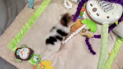 Biro Yorkshire Terrier Boy Almond Joy