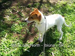 Tudo de Cão - História da Ivy