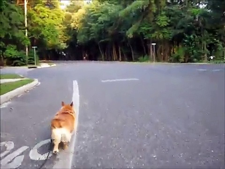Corgi walks herself, and walks the white line!