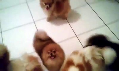 Cute poms applaud and dance to Lady Gaga's "Applause"