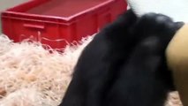 Zoo Stuttgart - Wilhelma: Gorilla Okanda (und Tano)
