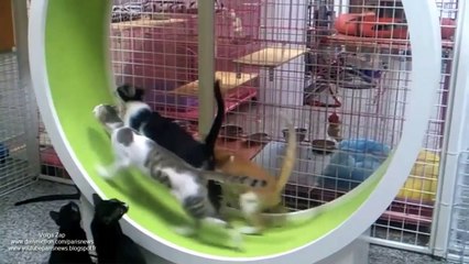 Des chats courent dans une roue à hamster géante