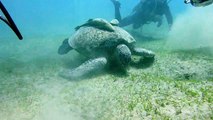 Red Sea diving - Turtle eating sea grass in Marsa Abu Dabab - Remoras on the back
