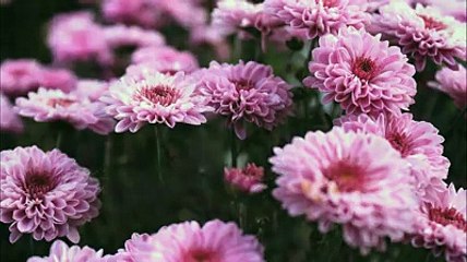 khuda ne husn se ek roz ye sawal kiya