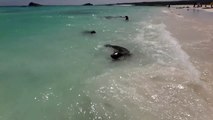 Swimming with Sea Lions in the Galapagos