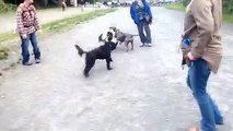 PIT BULL ATTACKS DOG!!!