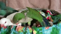Green, Blue and Albino Quaker Babies at 3-4 weeks old