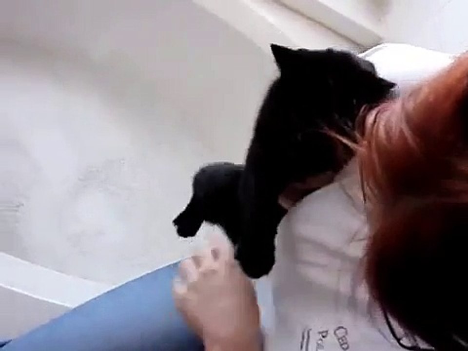 Clean Kitty