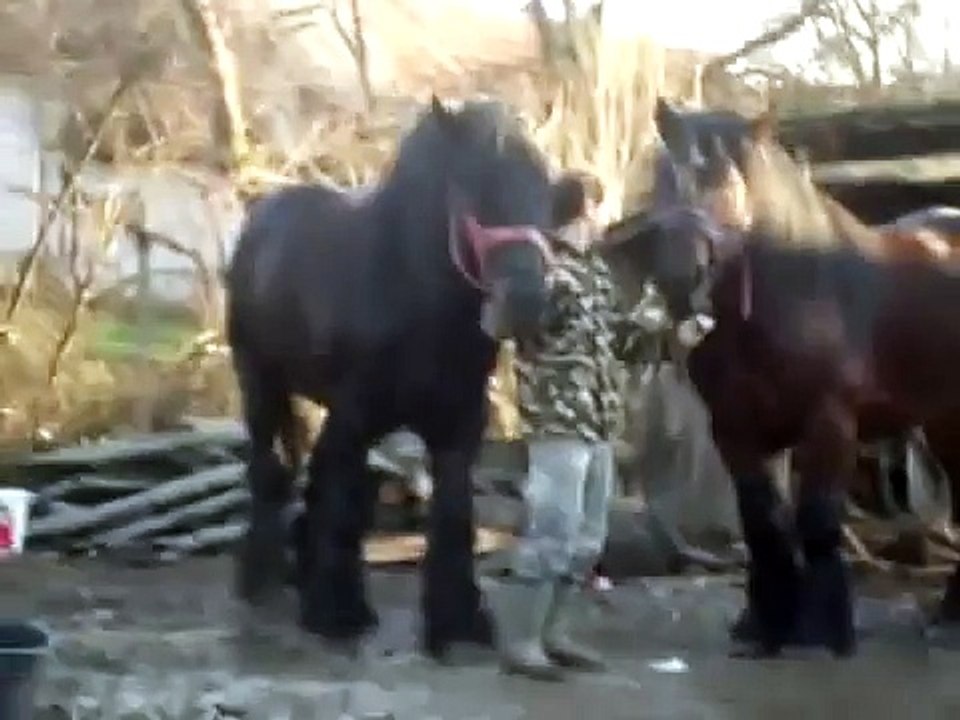 Armasar la Iapa Romania 2013