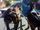 Cai la padure cei mai tari cai din Romania