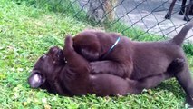 Super süße Labrador Welpen beim Spielen und Raufen - 7 week labrador retriever puppy