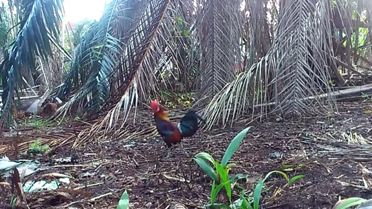 Ayam Hutan 26