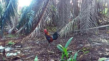 Ayam Hutan 26