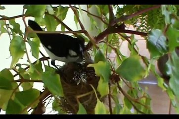 Casal de Bigodinhos ( Papa-capim ) alimenta os filhotes
