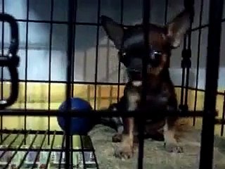 POCO, my teacup chihuahua..