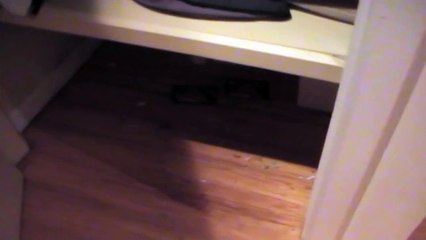 Our rat enjoys Mortein rat poison !