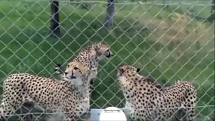 Funny Videos- Cheetahs Meowing Like Cats